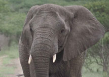 elephant4.jpg