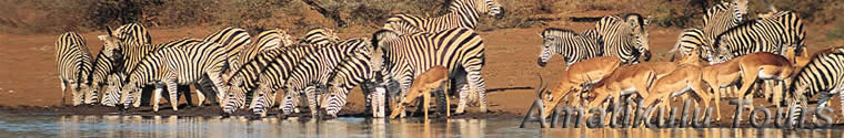 zebra-impala1